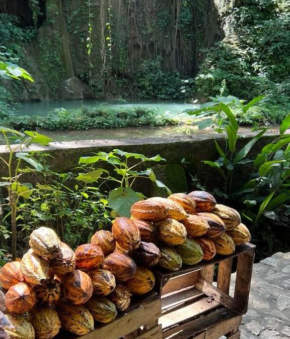 On the Trail of the Mexican Cocoa Culture